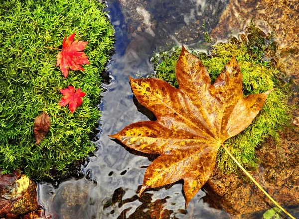 秋季，红色和黄色叶对 moss srones，野生河 — 图库照片