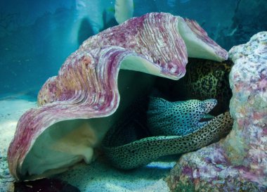 Moray altında kabuk, su altında yaşam