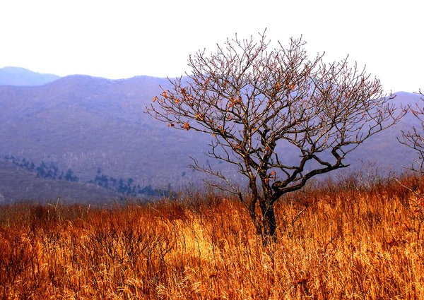Outono, árvore no prado dourado — Fotografia de Stock