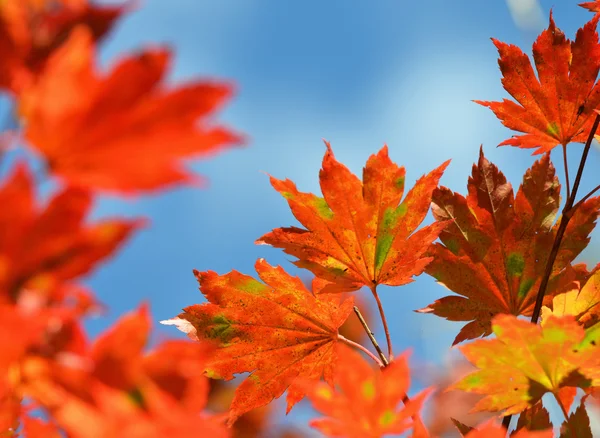 Autumn, maple leaves — Stock Photo, Image