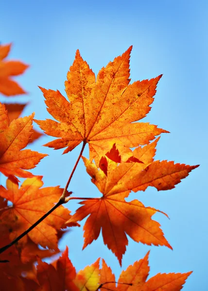 Maple gebladerte — Stockfoto