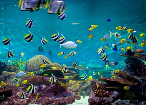 Fishes and coral, underwater life — Stock Photo, Image