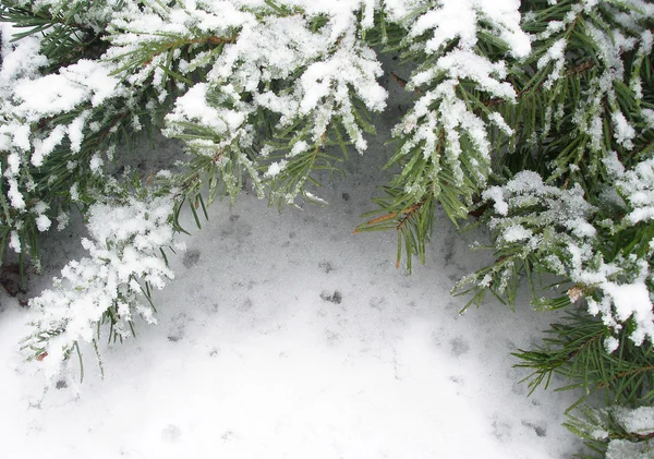 Branche de sapin dans la neige — Photo