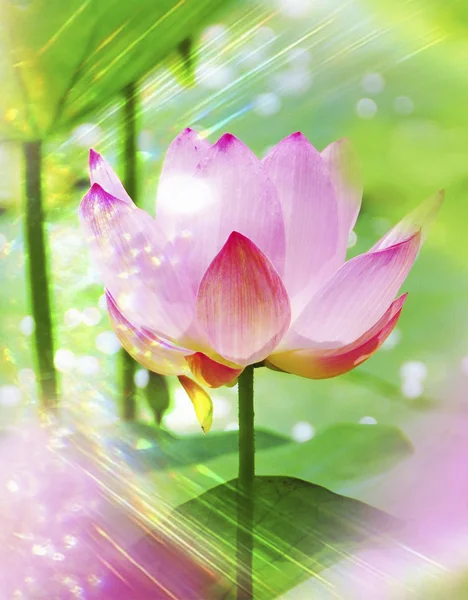 Pink lotus — Stock Photo, Image