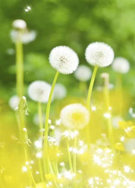 Dandelions, yaz çiçek — Stok fotoğraf