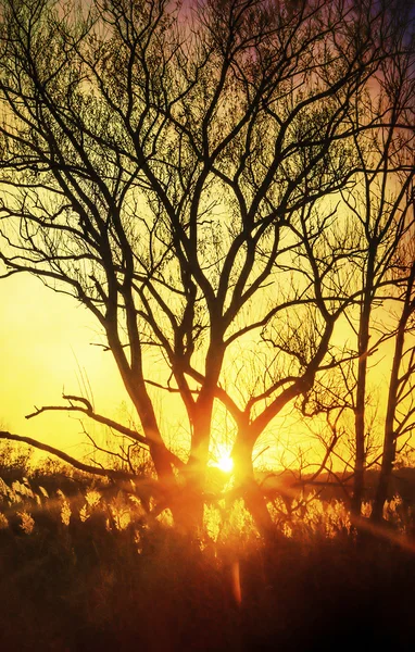 Schöner Sonnenuntergang, Bäume auf der Wiese, Landschaft gegen Sonne — Stockfoto