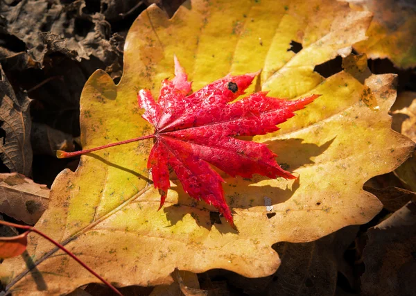 秋天，枫树叶，秋天的树叶 — 图库照片