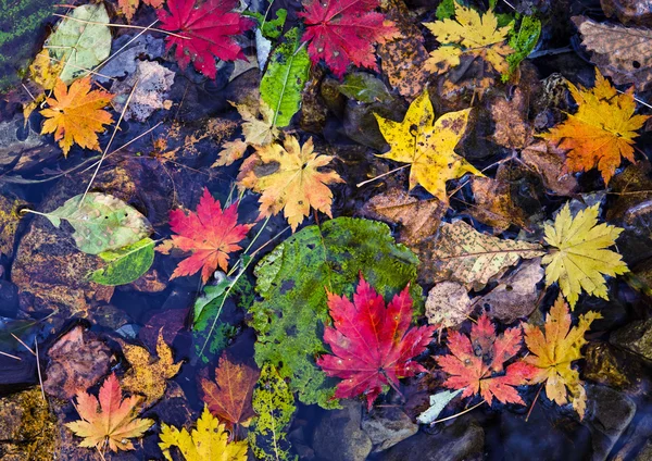 Herfst, esdoorn bladeren, herfst gebladerte — Stockfoto