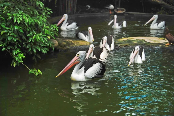 Большие пеликаны на пруду — стоковое фото