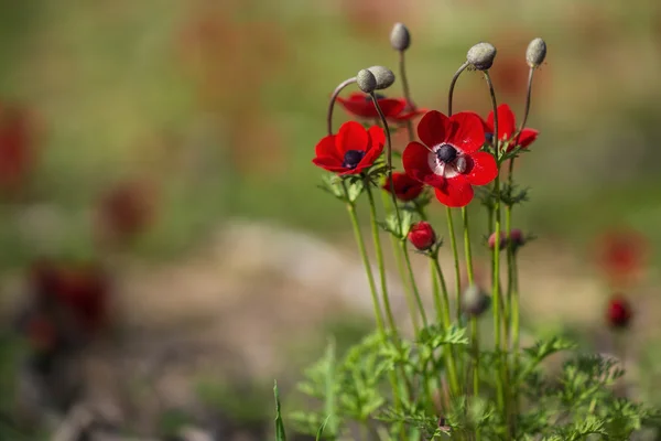 Bloeiende anemonen — Stockfoto