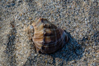 Kumda deniz kabuğu - detaylı yakın çekim görüntüsü