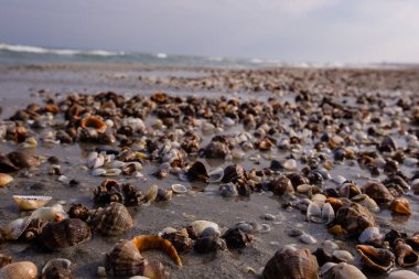 Deniz dalgalarıyla yıkanmış boş bir sahilde bir sürü deniz kabuğu.