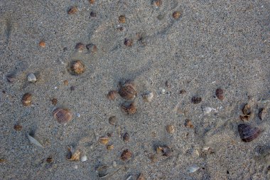 Sahildeki kumsalda bir sürü deniz kabuğu var.