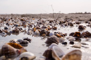 Deniz dalgalarıyla yıkanmış boş bir sahilde bir sürü deniz kabuğu.