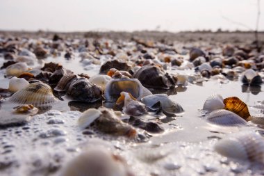 Deniz dalgalarıyla yıkanmış boş bir sahilde bir sürü deniz kabuğu.