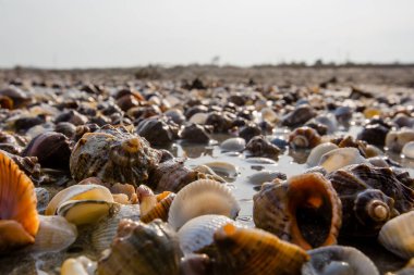 Deniz dalgalarıyla yıkanmış boş bir sahilde bir sürü deniz kabuğu.