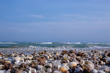 Deniz dalgalarıyla yıkanmış boş bir sahilde bir sürü deniz kabuğu.