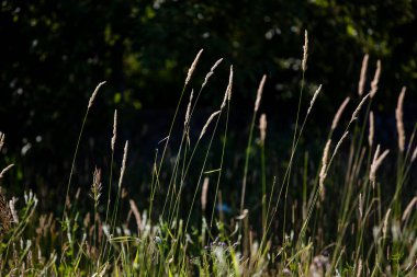 Açık bir yaz gününde, ormanın yakınında çimenler güzel güneş ışığında.