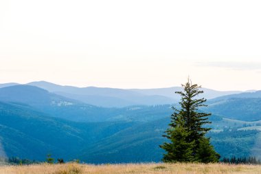 Dağları ve köknarı olan güzel bir gün batımı manzarası. Paltinis, Sibiu, Romanya 'da vuruldu