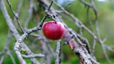 Kuru bir ağaç dalında olgun kırmızı elma.