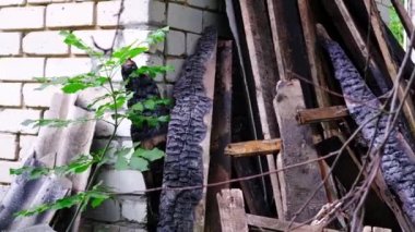 Bitkilerle kaplı yanmış harabe bir ev..