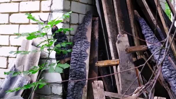 Burnt Ruined House Overgrown Plants — Stock Video