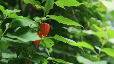Felsefe ve yeşil yapraklar rüzgarda uçuşuyor..