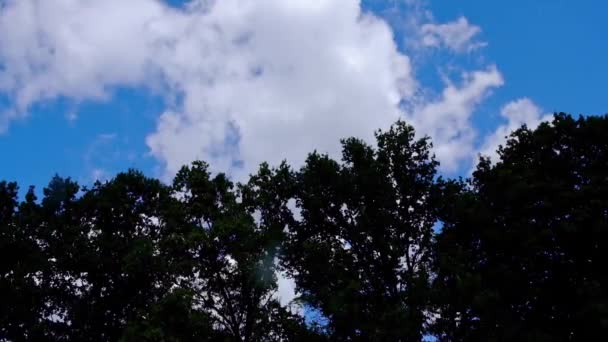 Céu Azul Com Nuvens Raios Sol Fundo Árvores Escuras — Vídeo de Stock