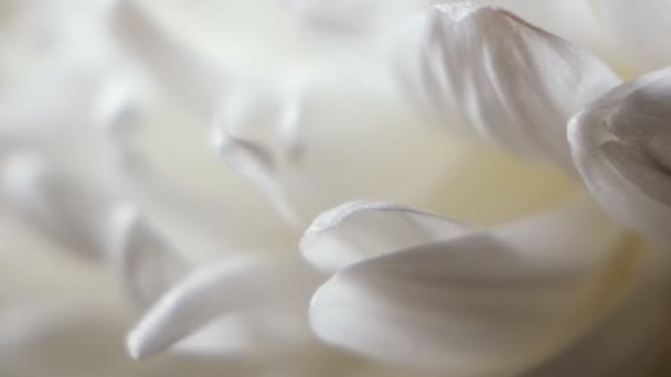 Biały Chryzantema Kwiat Makro Strzał — Wideo stockowe