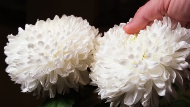 男の手は大きな白い菊の芽に触れる — ストック動画