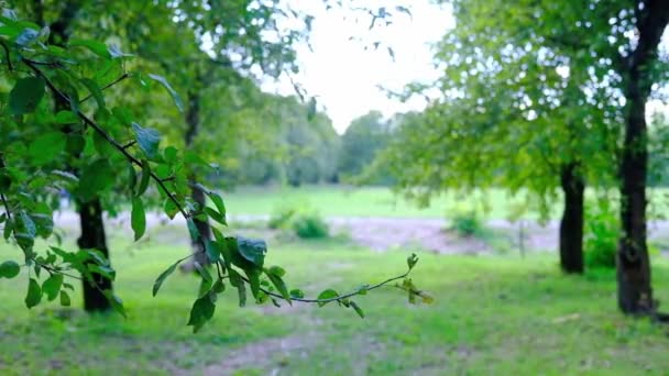 苹果树的绿枝在公园里轻风中摇曳 — 图库视频影像
