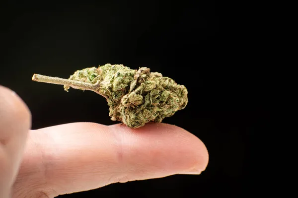 Marijuana Fleur Bourgeon Macro Gros Plan Sur Doigt Sur Fond — Photo