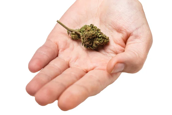Marihuana Knospe Auf Einer Weiblichen Palme Auf Weißem Hintergrund — Stockfoto