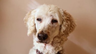 Köpek portresi - büyük kraliyet kanişi.