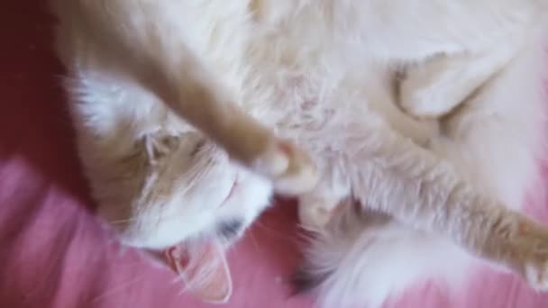 Kucing Putih Meregang Dan Tidur Sofa — Stok Video