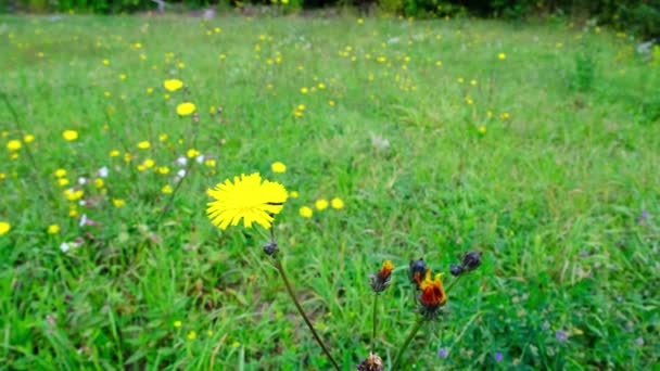 Flor Amarela Balançando Prado Verde — Vídeo de Stock