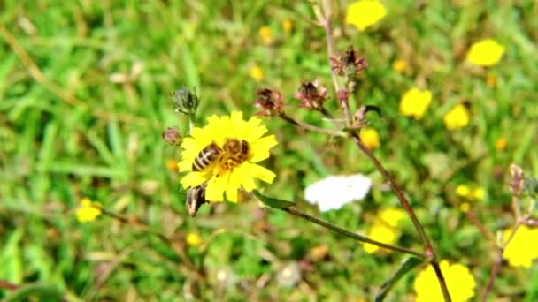 緑の草原の黄色の花の蜂は花粉を抽出します — ストック動画