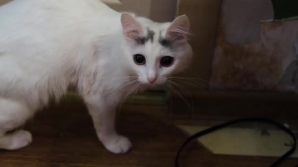 White Cat Nervously Scared Looks Camera Home — Stock Video