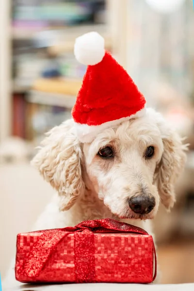 贈り物の近くの新年の帽子の悲しいではなく陽気な犬 — ストック写真
