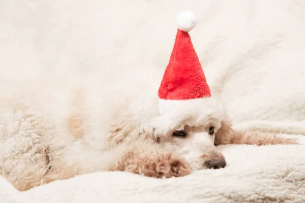 Tired Big Dog New Year Hat Lying Couch — Stock Photo, Image