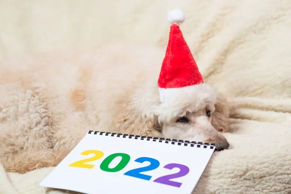 2022 Номера Уставшая Собака Лежит Диване — стоковое фото