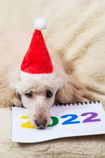 2022年番号と疲れた犬がソファの上に横たわっている — ストック写真