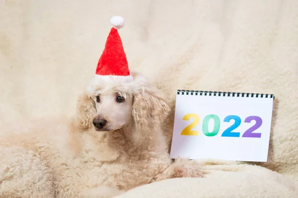 2022 Большая Собака Новогодней Шляпе Лежит Диване — стоковое фото