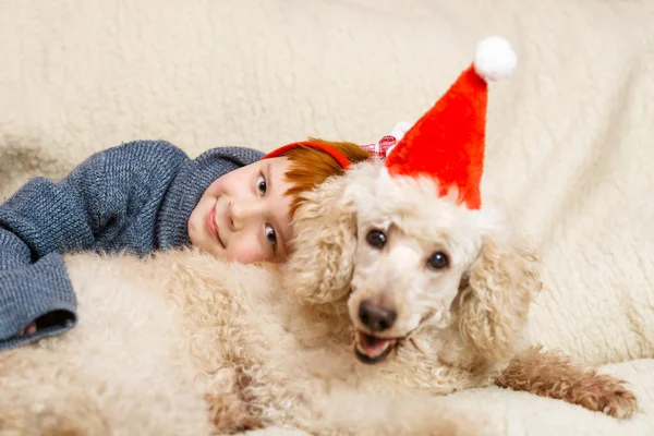 新しい年末年始やクリスマスのコンセプトのための子供や犬 若い男の子は大きな光色の王室のプードル犬を抱きます — ストック写真