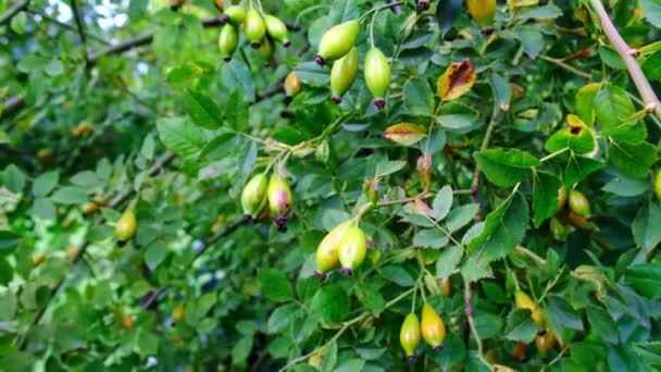 Rosa Canina Verde Ondeggiano Nel Vento — Video Stock