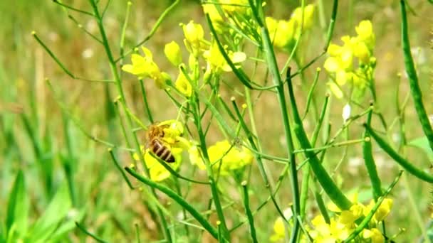 ミツバチは緑の草原で黄色の花に花粉を授粉し 取得します — ストック動画