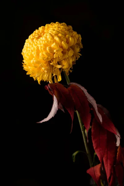 Желтая Хризантема Черном Фоне Крупным Планом — стоковое фото