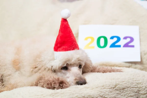 2022 Номера Уставшая Собака Лежит Диване — стоковое фото