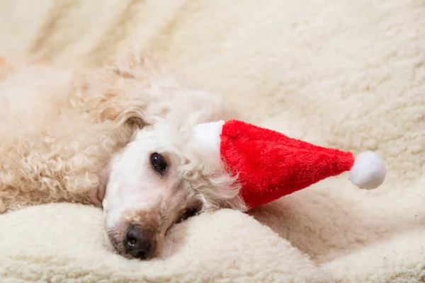 新年の帽子の中で大きな白い犬を寝て疲れソファの上に横たわる — ストック写真