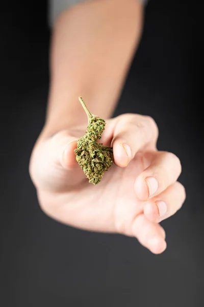 Une Main Féminine Tient Bourgeon Marijuana Cannabis Sur Fond Noir — Photo